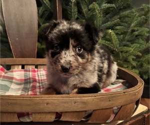 Australian Shepherd Puppy for sale in GENESEO, IL, USA