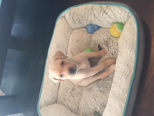 Medium Photo #1 Labrador Retriever Puppy For Sale in LEWISVILLE, TX, USA