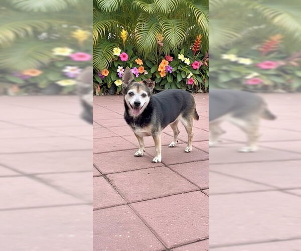 Medium Photo #13 Chihuahua-Unknown Mix Puppy For Sale in Weston, FL, USA