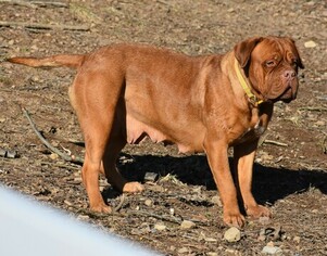 Mother of the Dogue de Bordeaux puppies born on 11/19/2018