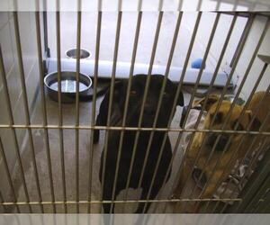 Labrador Retriever-Unknown Mix Dogs for adoption in Burbank, CA, USA