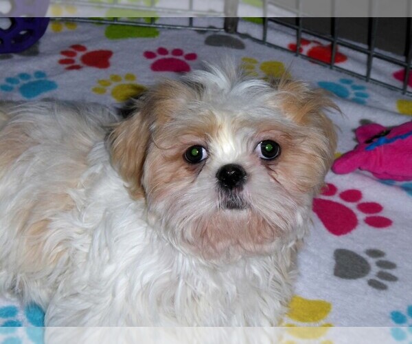 Medium Photo #11 Shih Tzu Puppy For Sale in TUCSON, AZ, USA
