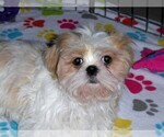 Small #10 Shih Tzu