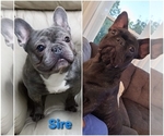 Small Photo #1 French Bulldog Puppy For Sale in WENTZVILLE, MO, USA