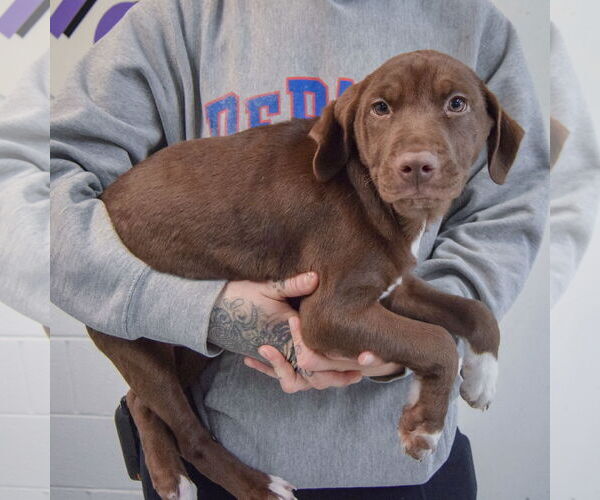 Medium Photo #2 Chocolate Labrador retriever-Unknown Mix Puppy For Sale in Huntley, IL, USA
