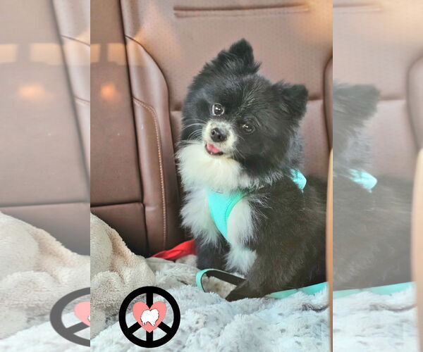 Medium Photo #2 Pomeranian Puppy For Sale in Lebanon, PA, USA