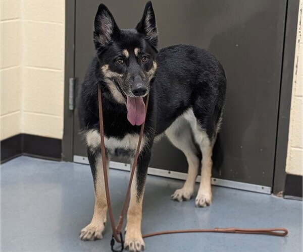 Medium Photo #1 German Shepherd Dog-Unknown Mix Puppy For Sale in Denver, CO, USA