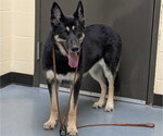 Small German Shepherd Dog Mix