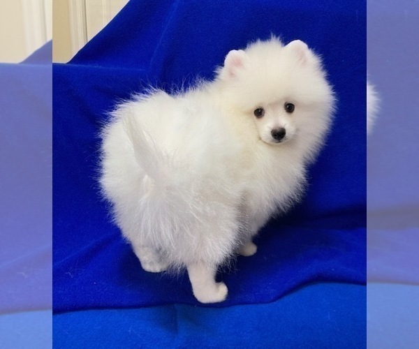 Medium Photo #3 Pomeranian Puppy For Sale in DENVER, CO, USA