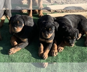 Rottweiler Puppy for sale in VICTORVILLE, CA, USA