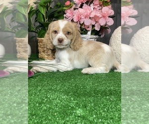 Cocker Spaniel Puppy for sale in CANOGA, NY, USA