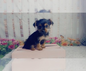 Chorkie Puppy for sale in KINSTON, NC, USA