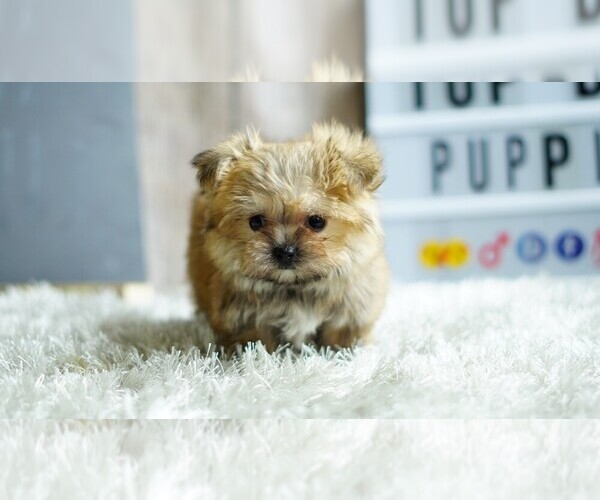 Medium Photo #8 Yorkshire Terrier Puppy For Sale in FULLERTON, CA, USA