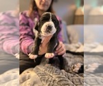 Puppy Green tag Basset Hound-Great Dane Mix