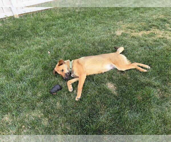 Medium Photo #2 Mutt Puppy For Sale in Sandy, UT, USA