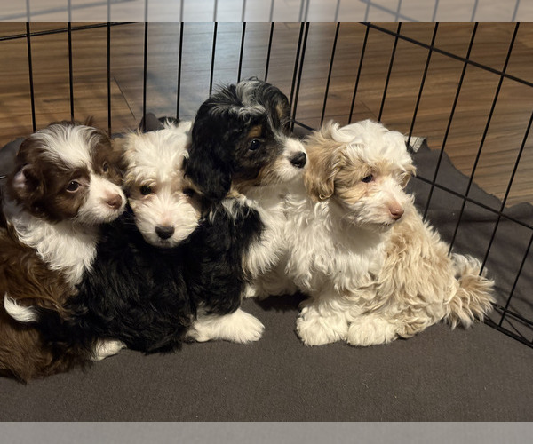 Medium Photo #2 Havapoo Puppy For Sale in LOUISVILLE, KY, USA