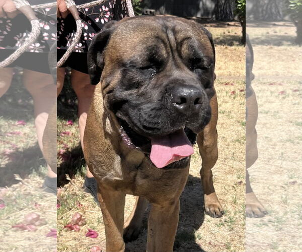 Medium Photo #4 Bullmastiff Puppy For Sale in Goodyear, AZ, USA