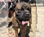 Small #3 Bullmastiff