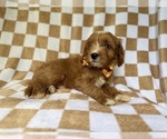 Small #3 Cavapoo (Miniature)