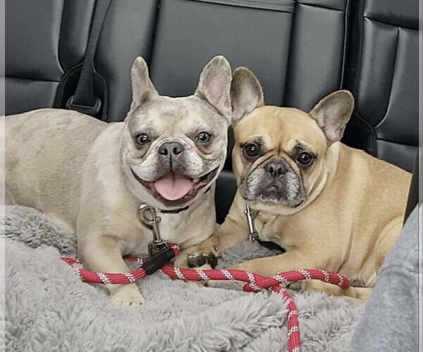 Medium Photo #4 French Bulldog Puppy For Sale in Pottstown, PA, USA