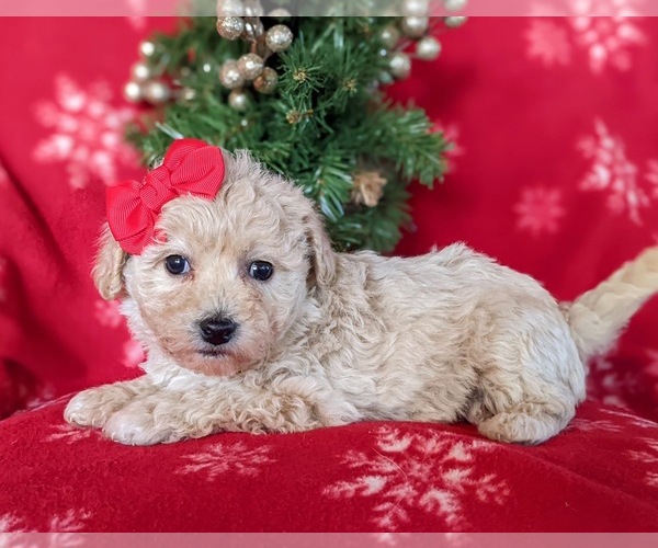 Medium Photo #4 Bichpoo Puppy For Sale in NOTTINGHAM, PA, USA