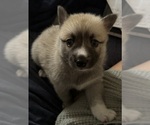 Small #35 Pomsky