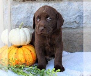 Labrador Retriever Puppy for sale in EPHRATA, PA, USA