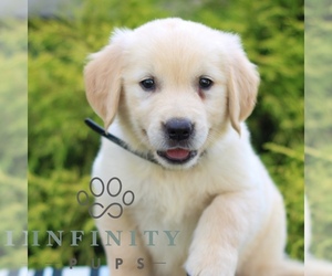 Golden Retriever Puppy for sale in LITITZ, PA, USA