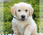 Small Golden Retriever