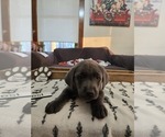 Puppy Forrest Labrador Retriever