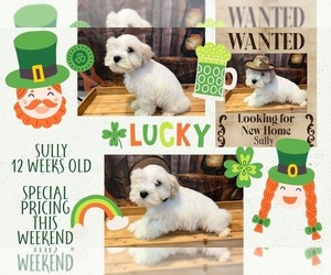 Schnauzer (Miniature) Puppy for sale in RICHMOND, TX, USA