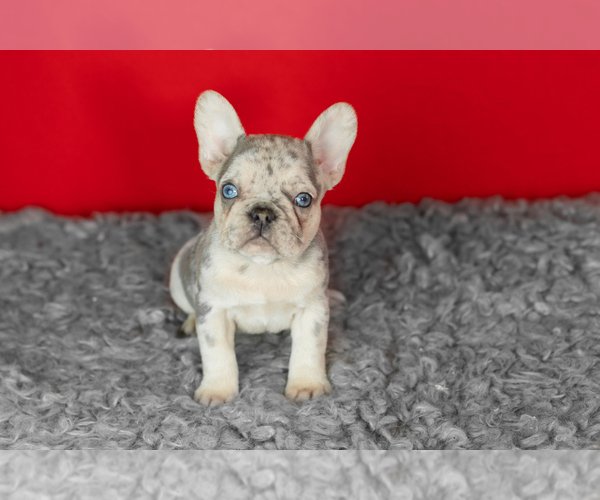 Medium Photo #2 French Bulldog Puppy For Sale in NAPPANEE, IN, USA