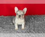Small #1 French Bulldog