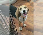 Small #6 Beagle