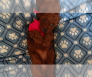 Poodle (Toy) Puppy for sale in DULUTH, GA, USA