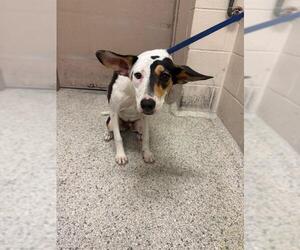 Mutt Dogs for adoption in Conroe, TX, USA