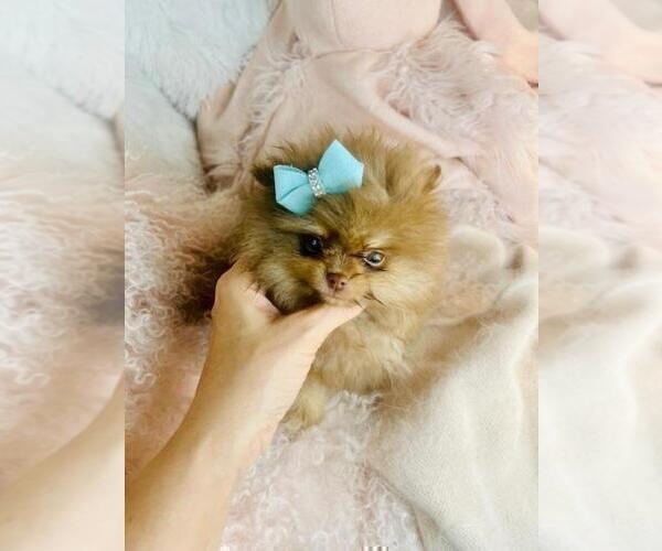 Medium Photo #9 Pomeranian Puppy For Sale in WEST PALM BEACH, FL, USA