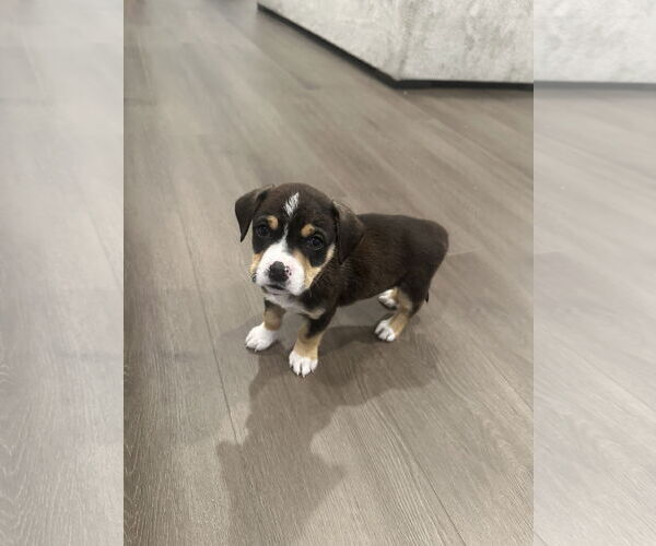 Medium Photo #2 Labsky Puppy For Sale in Holly Springs, NC, USA