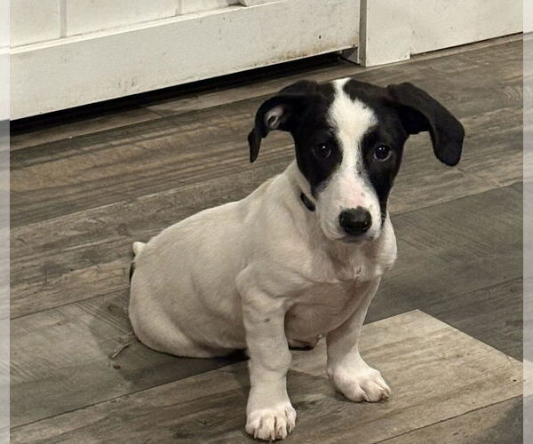 Medium Photo #1 Mutt Puppy For Sale in Mount Pleasant, SC, USA