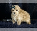 Small Photo #58 Maltipoo Puppy For Sale in WARSAW, IN, USA
