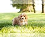 Small Photo #6 Goldendoodle-Poodle (Miniature) Mix Puppy For Sale in SHIPSHEWANA, IN, USA