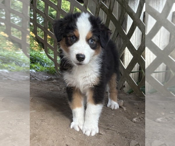 Medium Photo #1 Australian Shepherd Puppy For Sale in TUSTIN, MI, USA