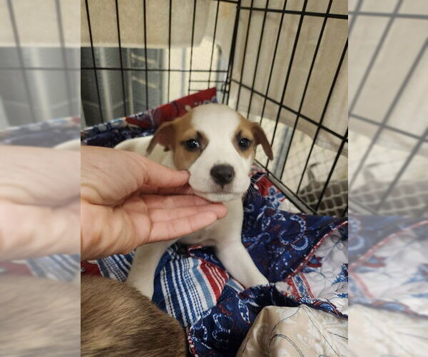 Medium Photo #1 American Pit Bull Terrier Puppy For Sale in Ocala, FL, USA