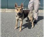 Small Akita-German Shepherd Dog Mix
