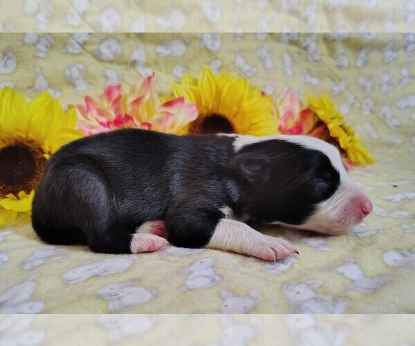 Medium Photo #15 Border Collie Puppy For Sale in NORBORNE, MO, USA