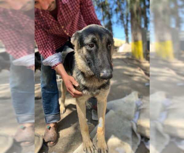 Medium Photo #3 German Shepherd Dog-Unknown Mix Puppy For Sale in Woodland, CA, USA