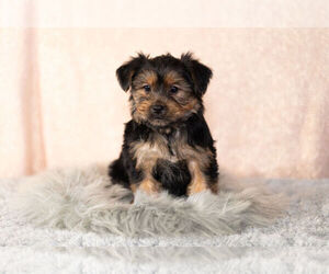 Shorkie Tzu Puppy for Sale in NAPPANEE, Indiana USA