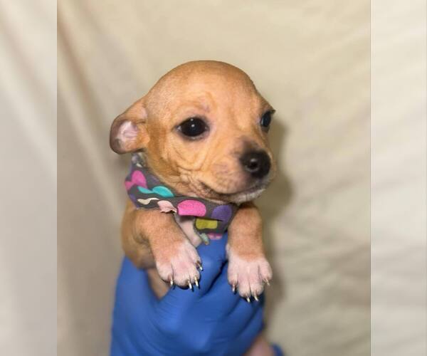 Medium Photo #3 Chihuahua-Unknown Mix Puppy For Sale in New York, NY, USA