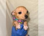 Small #2 Chihuahua Mix