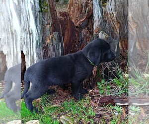 Labrador Retriever Puppy for sale in OLYMPIA, WA, USA